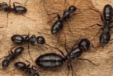 Secured environments ant control