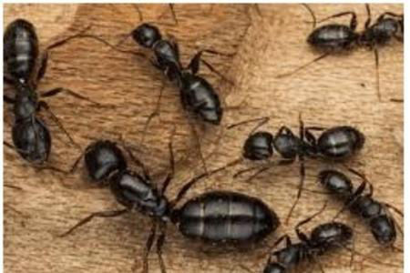 Secured Environments pest control