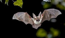 Secured Environments racoon exclusion