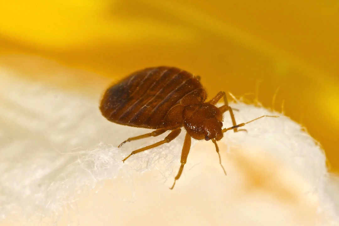 Secured Environments bedbug control