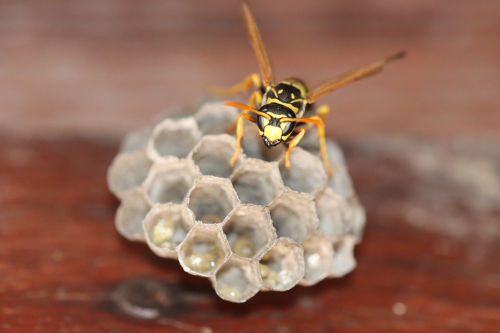 Secured Environments insect control