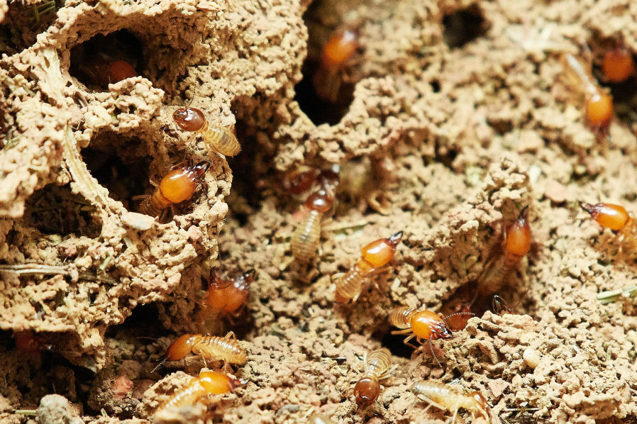 Secured Envieonments termite control