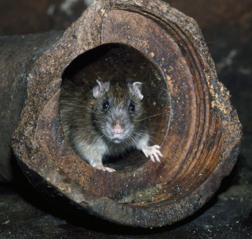 Secured Environments rodent control