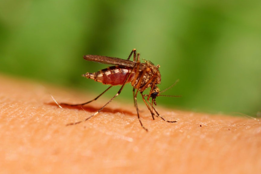 Secured Environments mosquito control