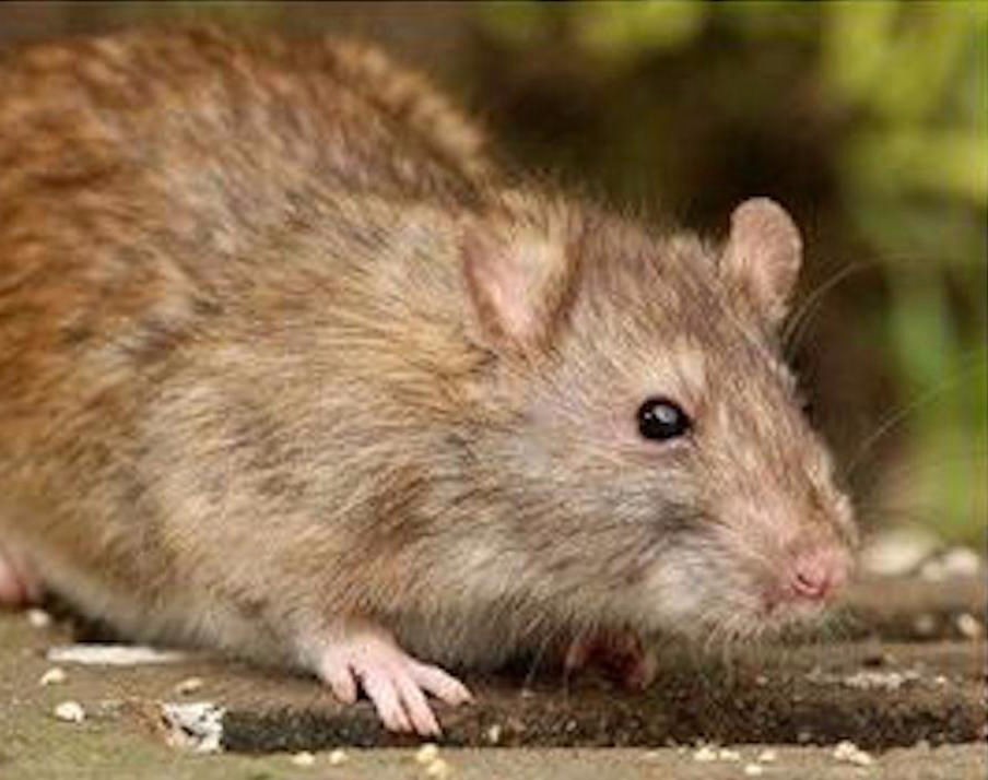 Secured Environments rat control services