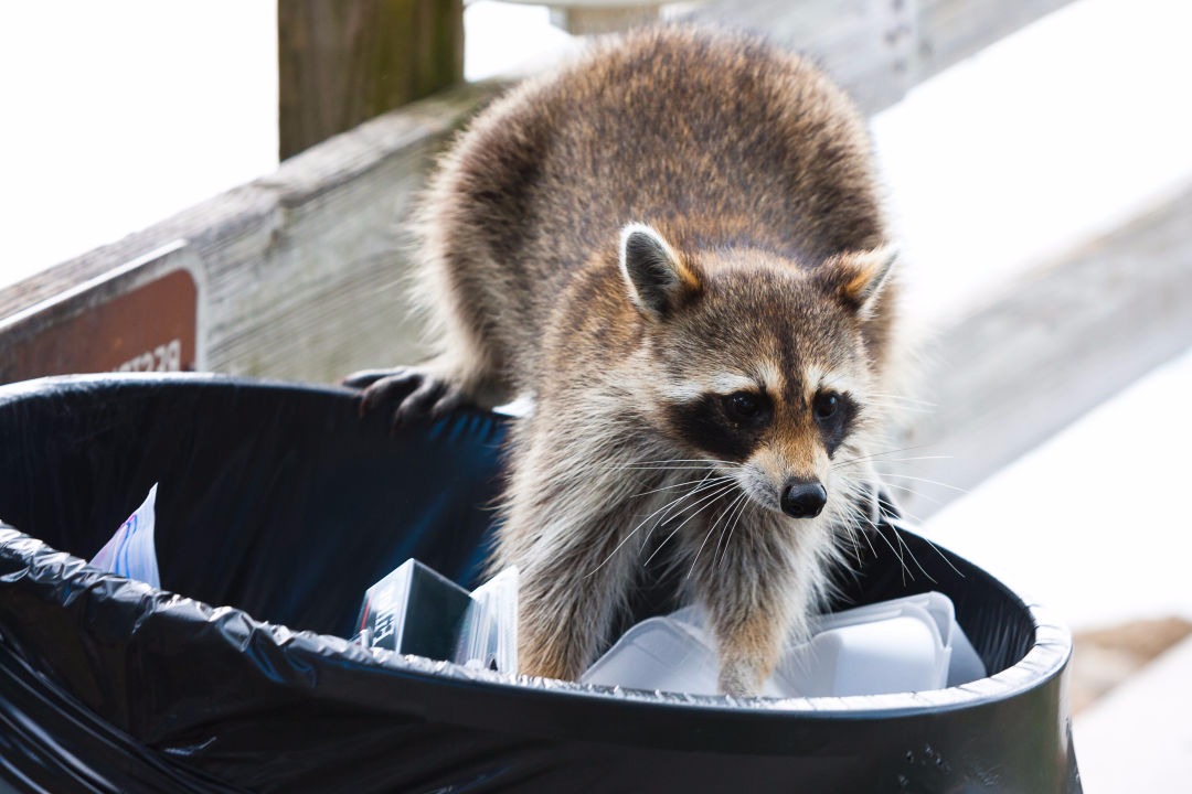 Secured Environments racoon exclusion