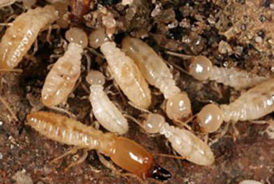 Secured Environments termite control