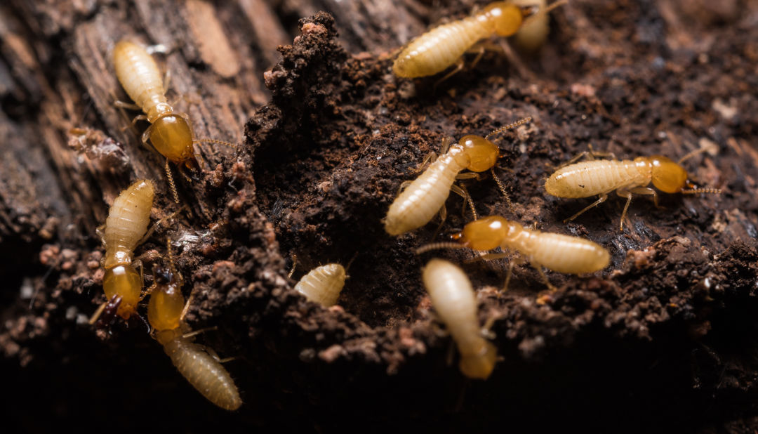 Secured Environments termite control